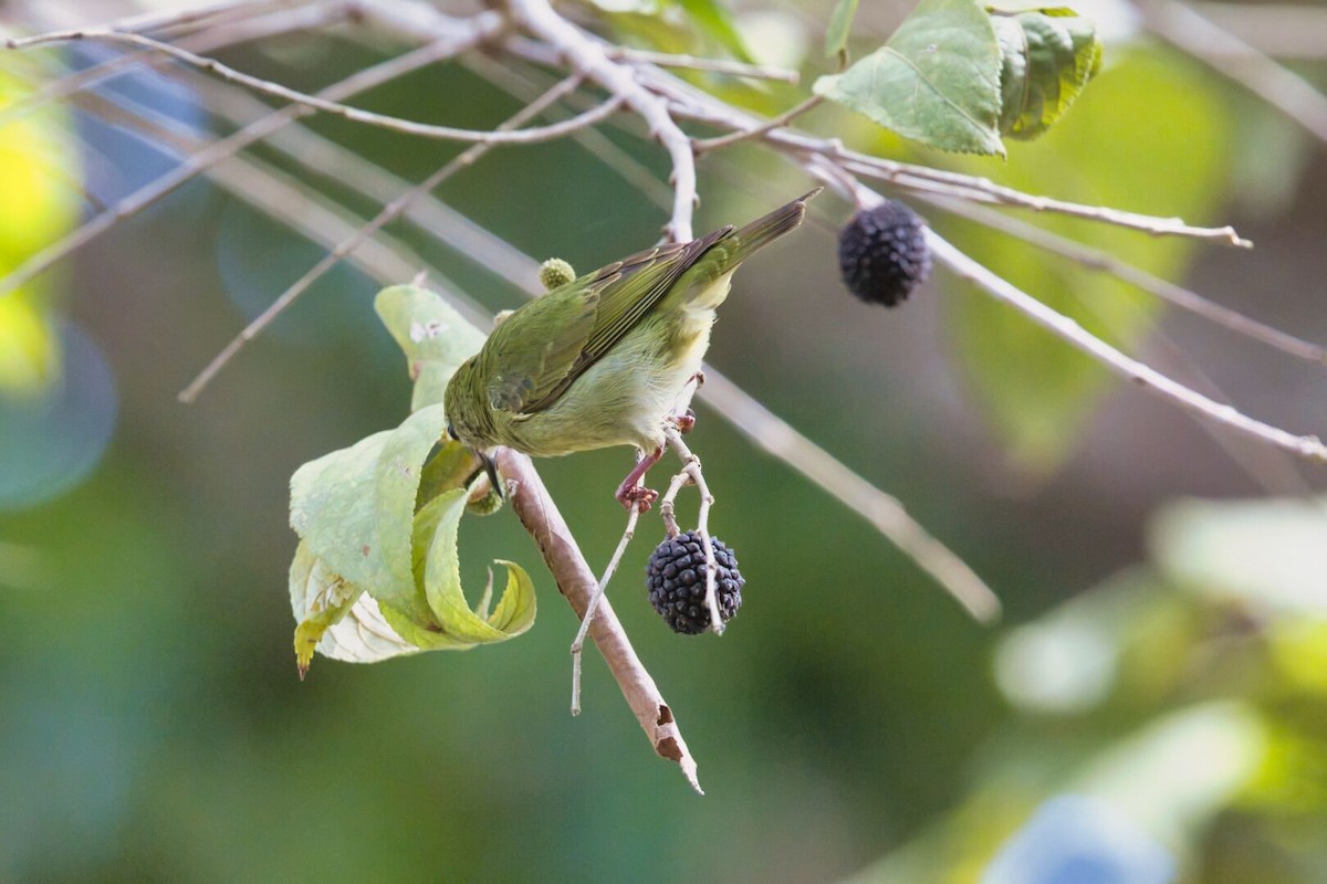 Red-legged Honeycreeper - ML631970227