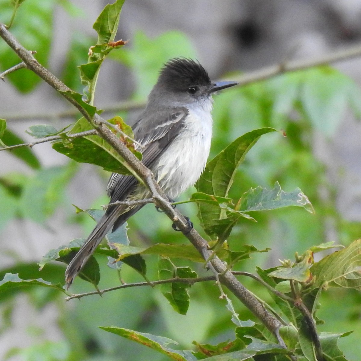 La Sagra's Flycatcher - ML631970265