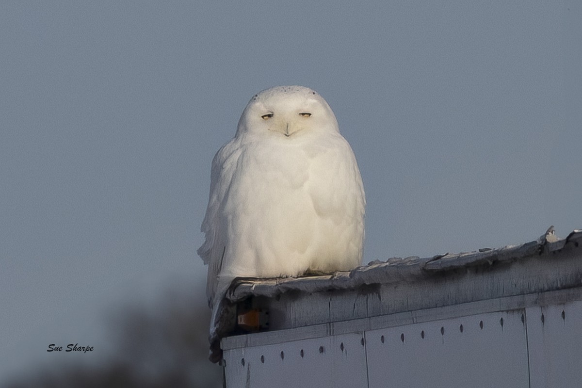 Snowy Owl - ML631970446