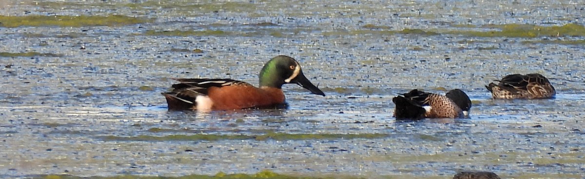 Blue-winged Teal x Northern Shoveler (hybrid) - ML631970451