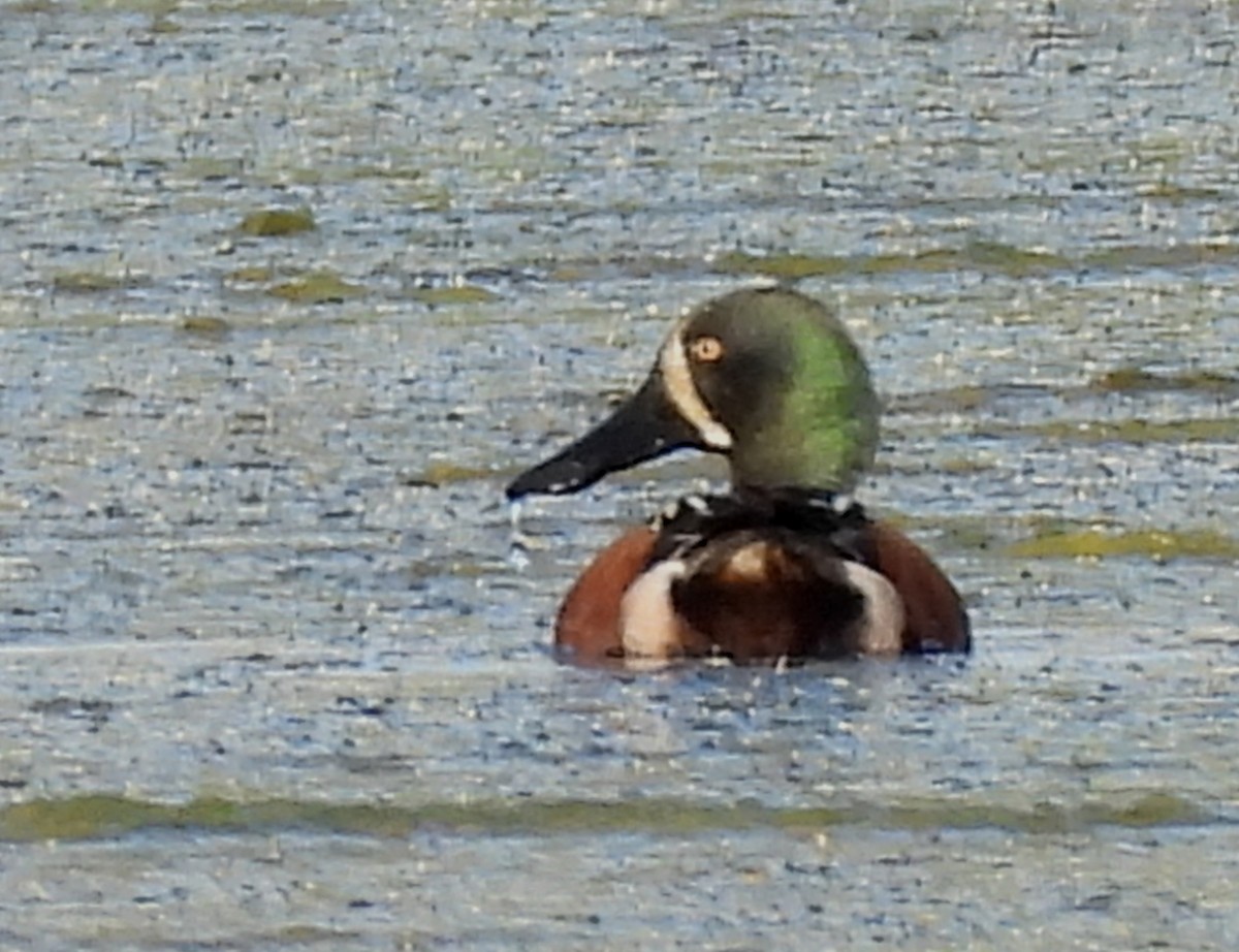 Blue-winged Teal x Northern Shoveler (hybrid) - ML631970460