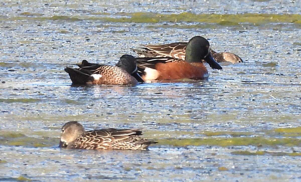 Blue-winged Teal x Northern Shoveler (hybrid) - ML631970468