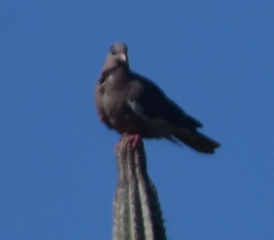 Bare-eyed Pigeon - ML631970490