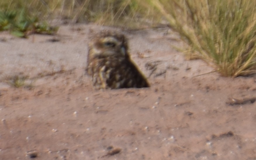 Burrowing Owl - ML631970515
