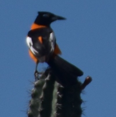 Venezuelan Troupial - ML631970543