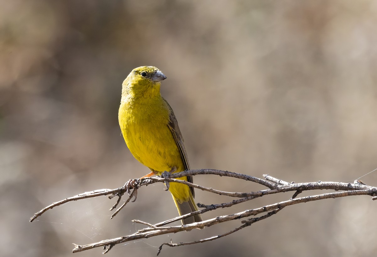 Greenish Yellow-Finch - ML631970548