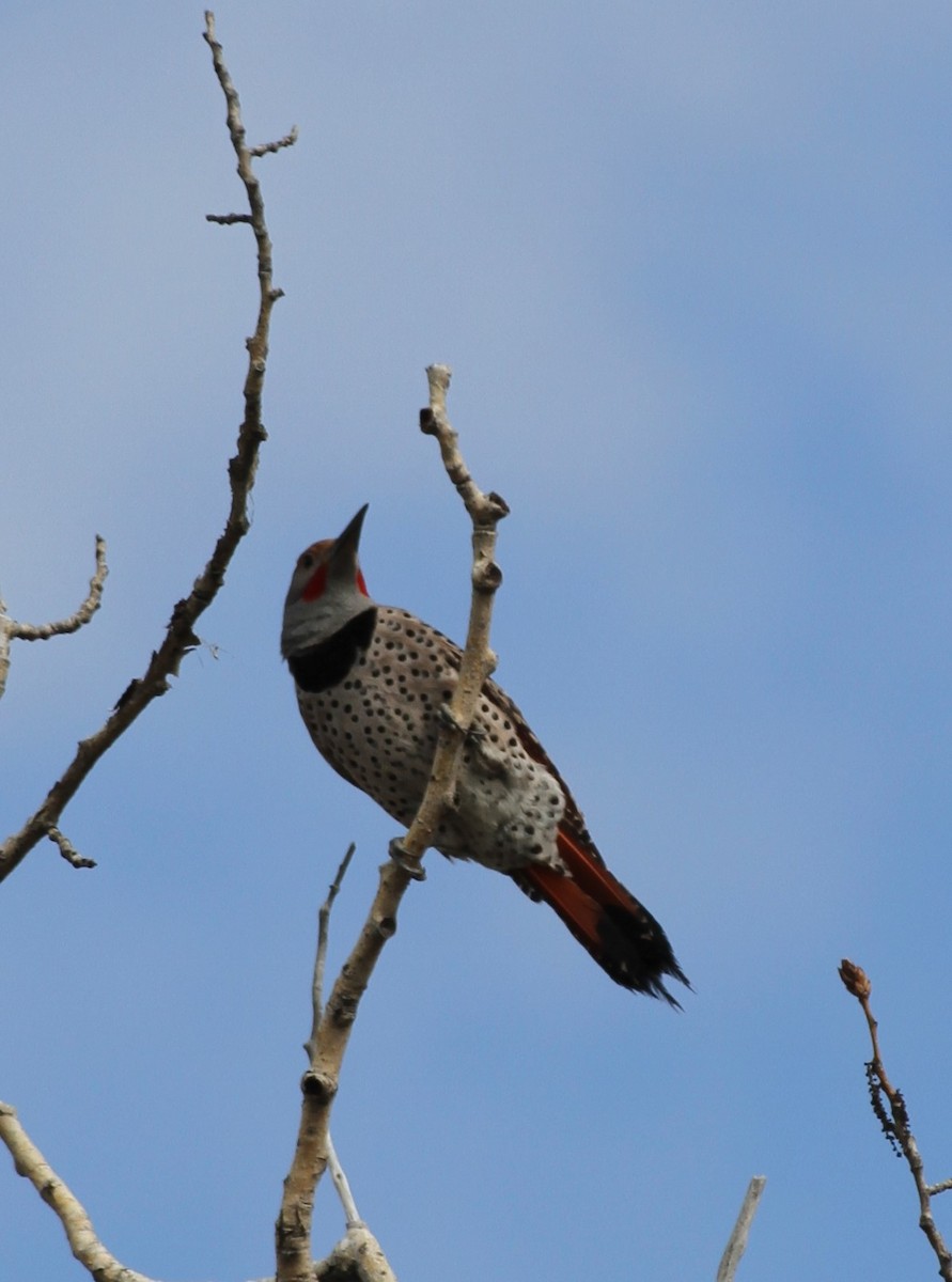 Northern Flicker - ML631970579