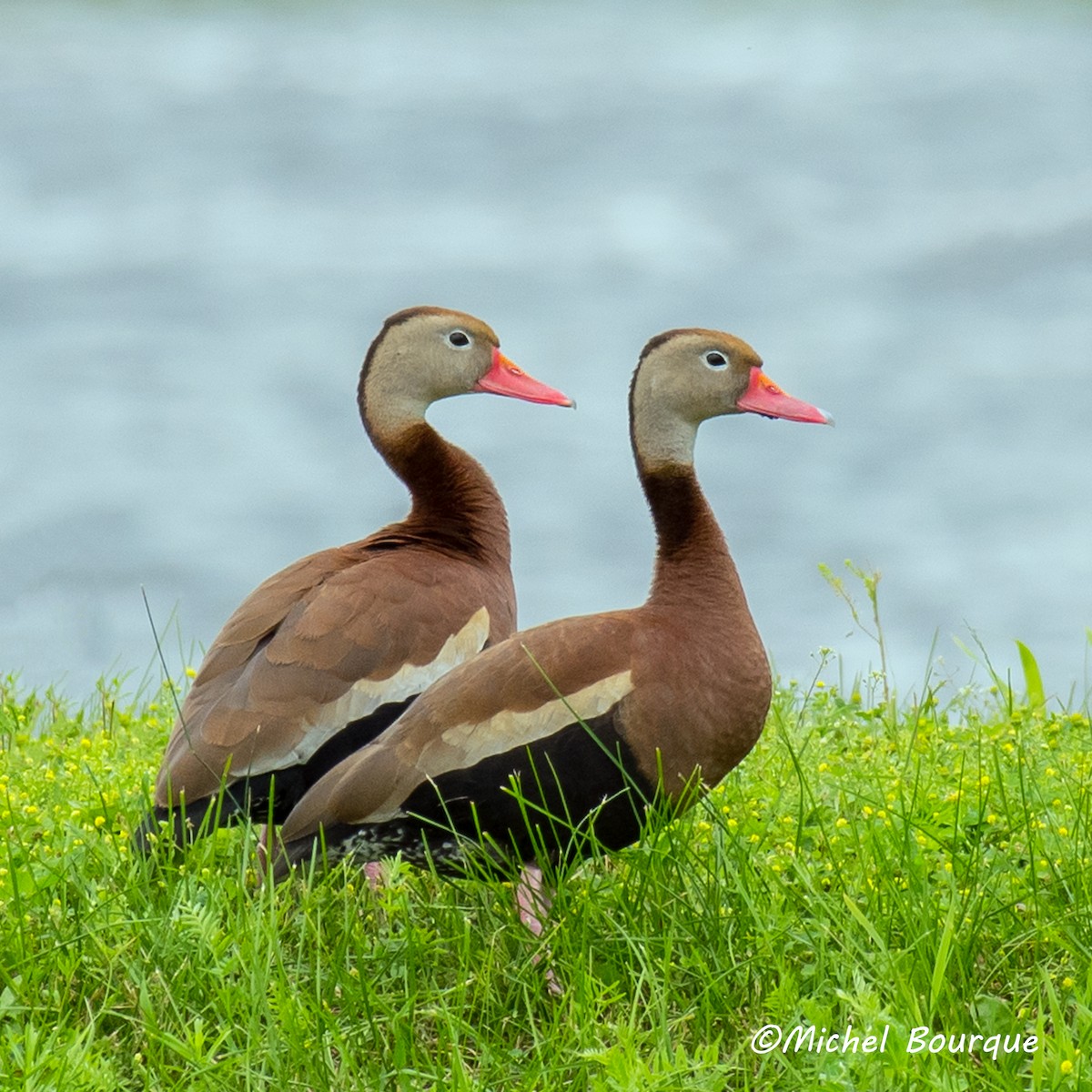 Black-bellied Whistling-Duck - ML63197061