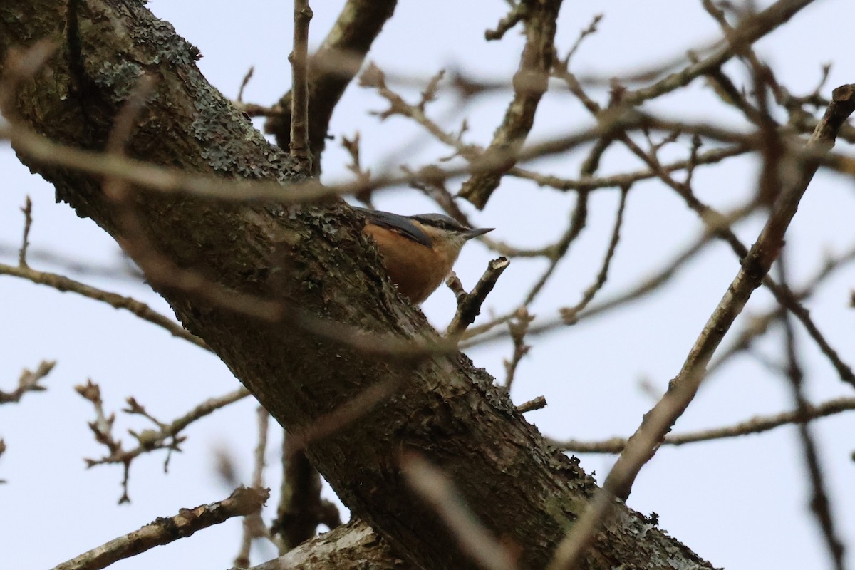 Eurasian Nuthatch - ML631970650