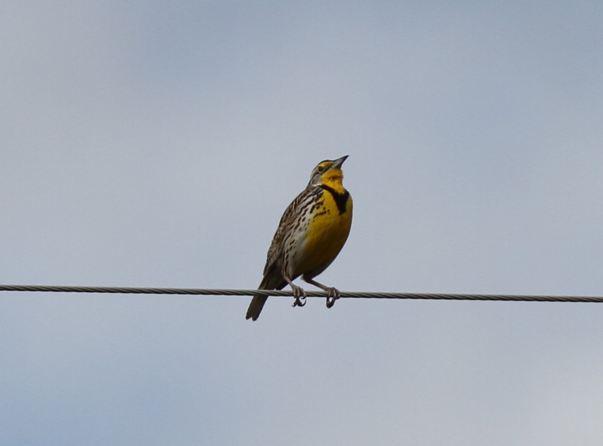 Western Meadowlark - ML631970658