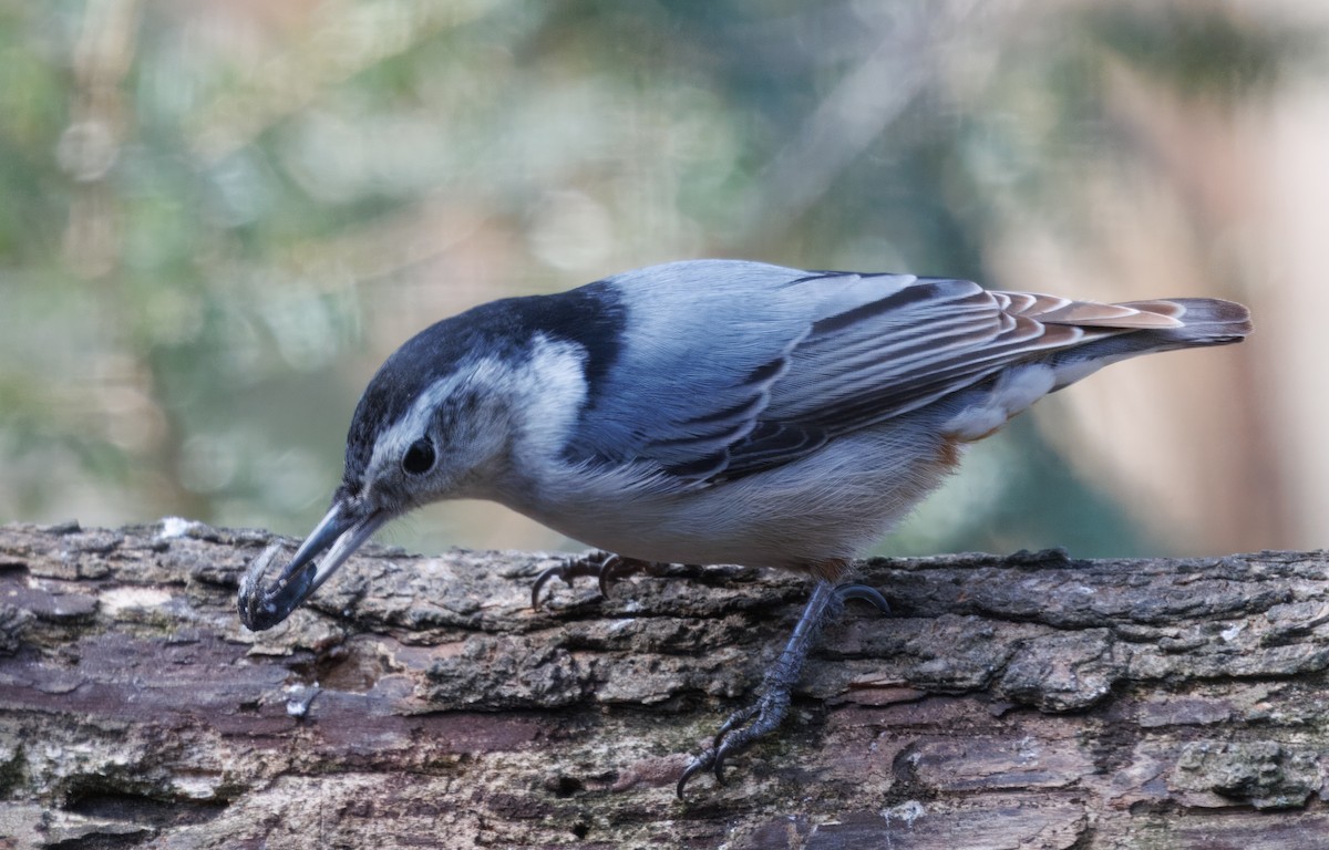 White-breasted Nuthatch - ML631970673
