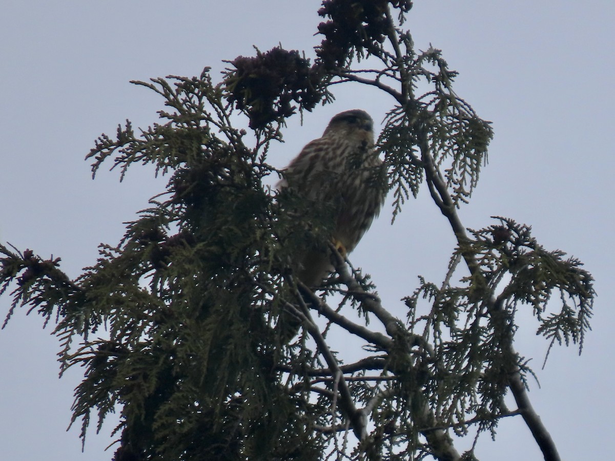 Merlin - ML631970678