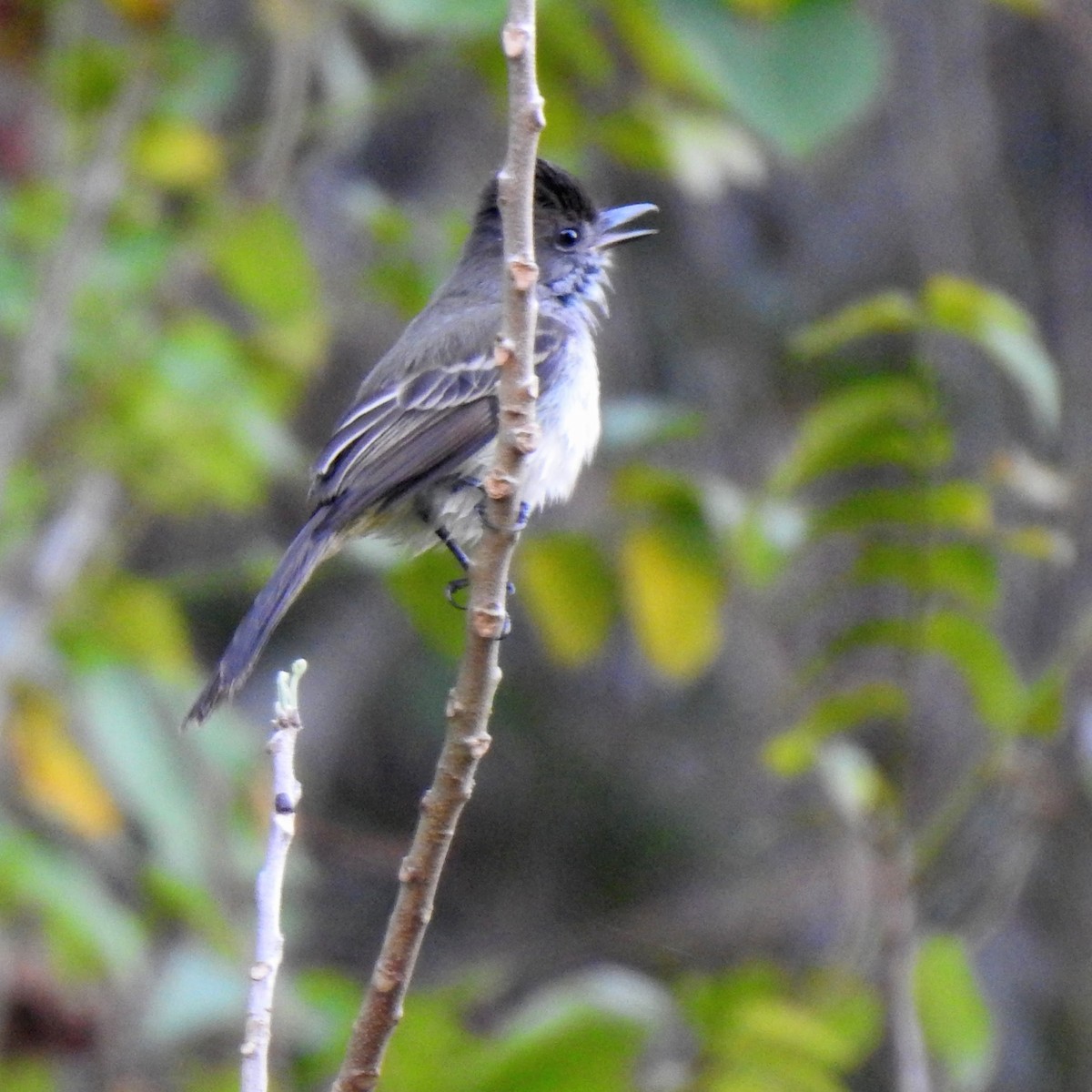 La Sagra's Flycatcher - ML631970781