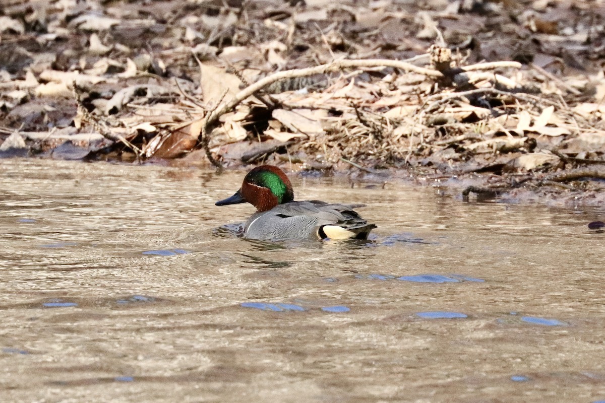Green-winged Teal - ML631970857