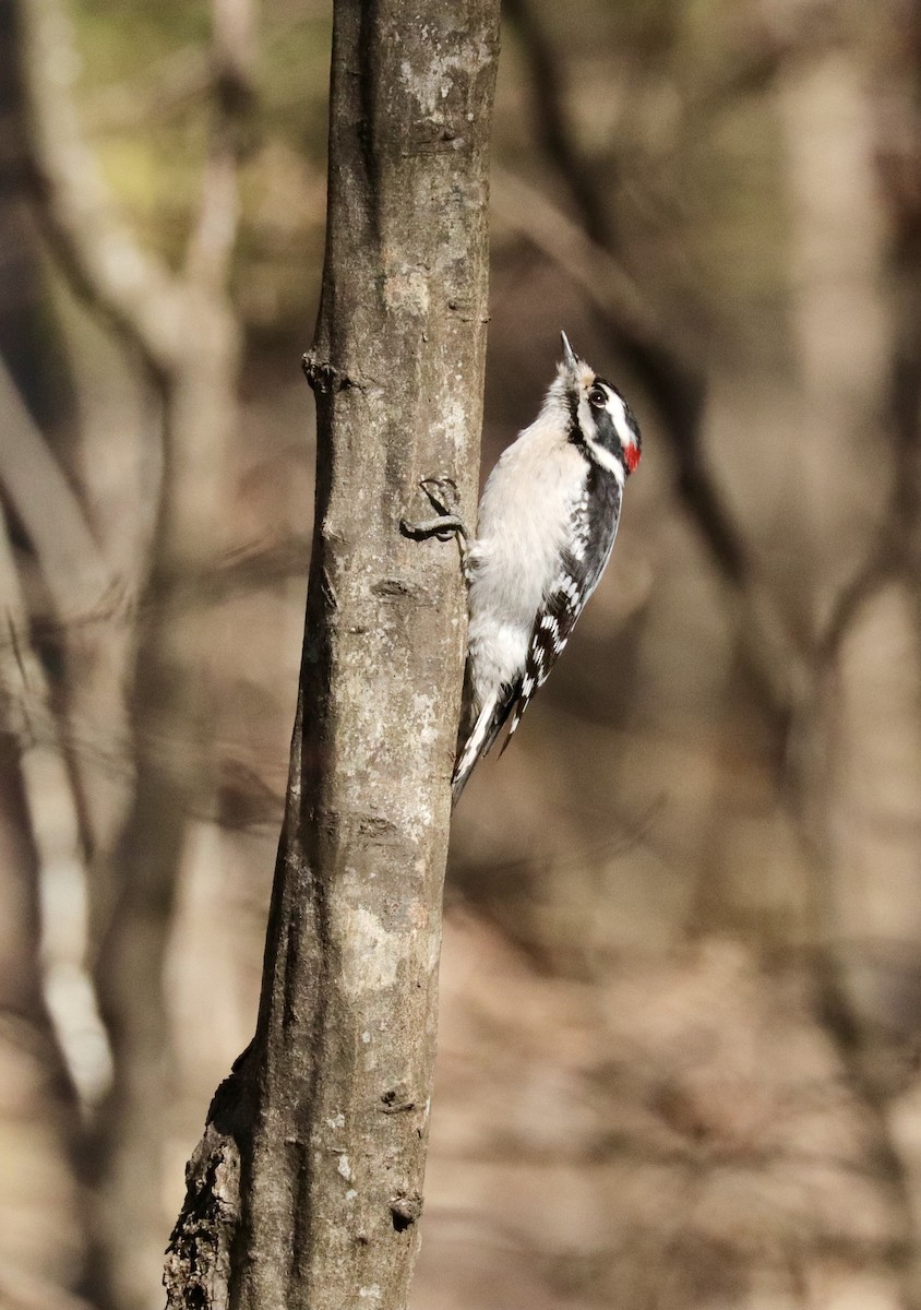 Downy Woodpecker - ML631970898