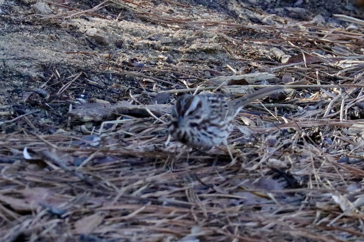 Song Sparrow - ML631970918