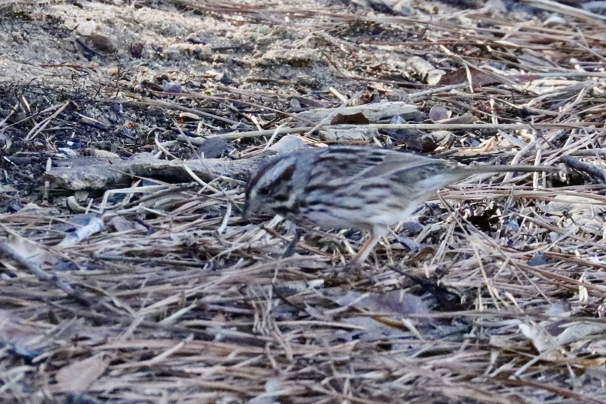 Song Sparrow - ML631970919