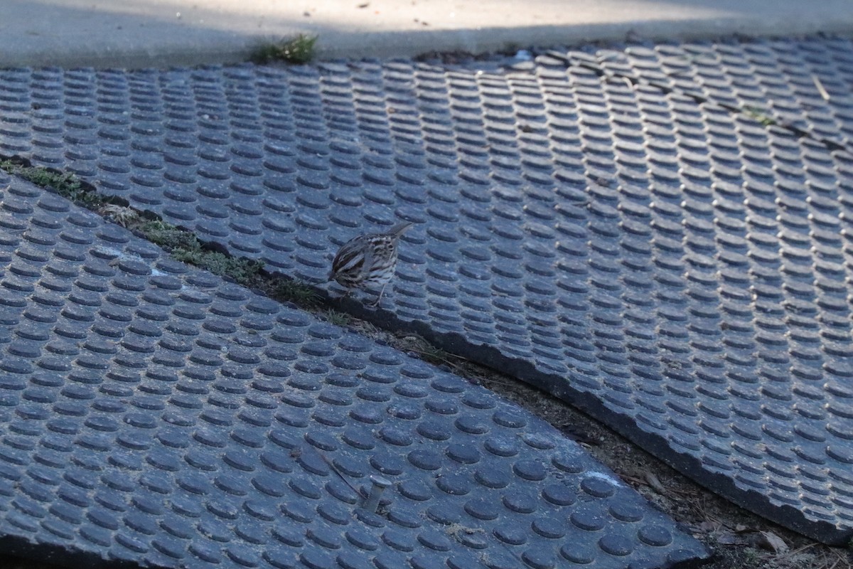 Song Sparrow - ML631970920
