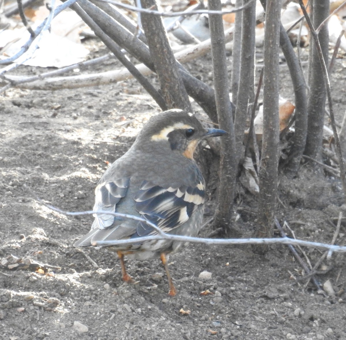 Varied Thrush - ML631970933