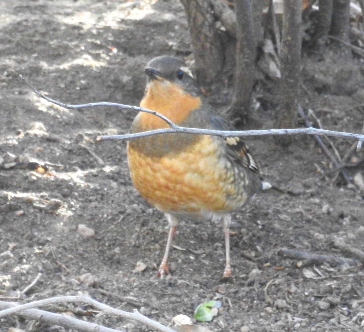 Varied Thrush - ML631970939