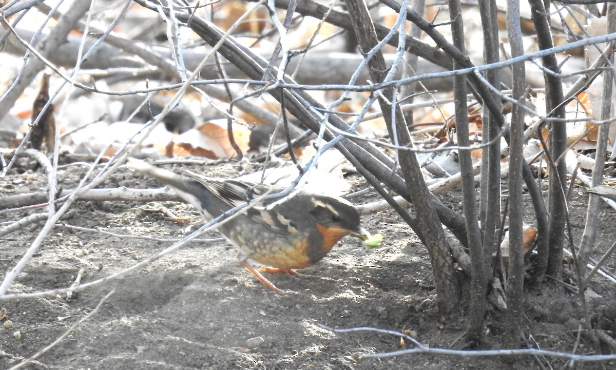 Varied Thrush - ML631970942