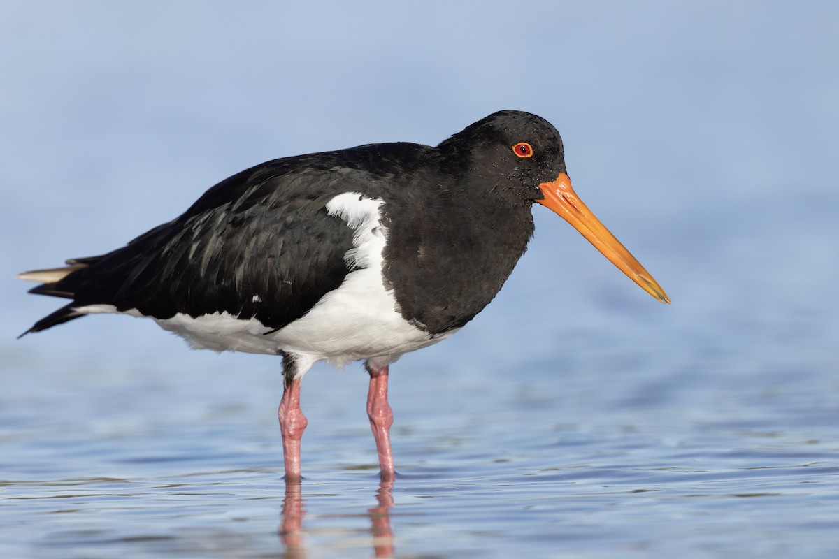 Pied Oystercatcher - ML631971115