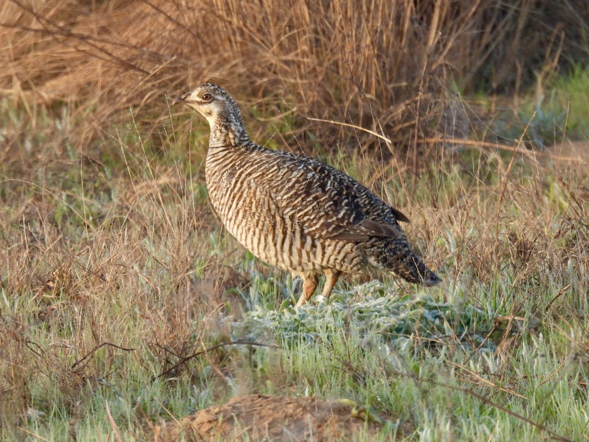 Greater Prairie-Chicken (Attwater's) - ML631971359