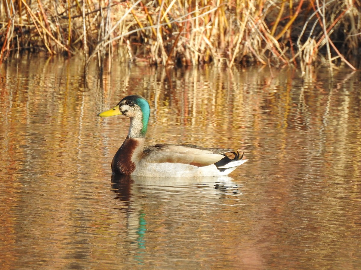 Anatidae sp. (dabbling duck sp.) - ML631971460