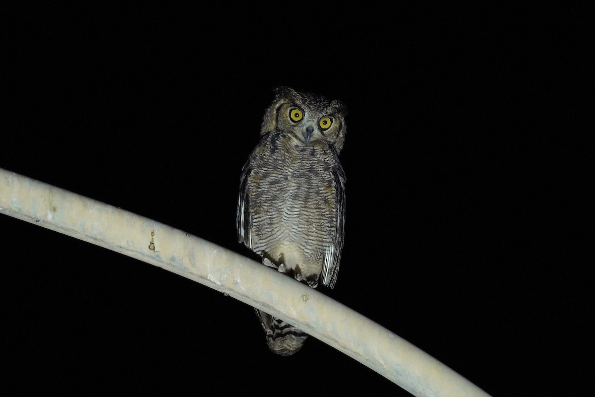 Arabian Eagle-Owl - ML631971534