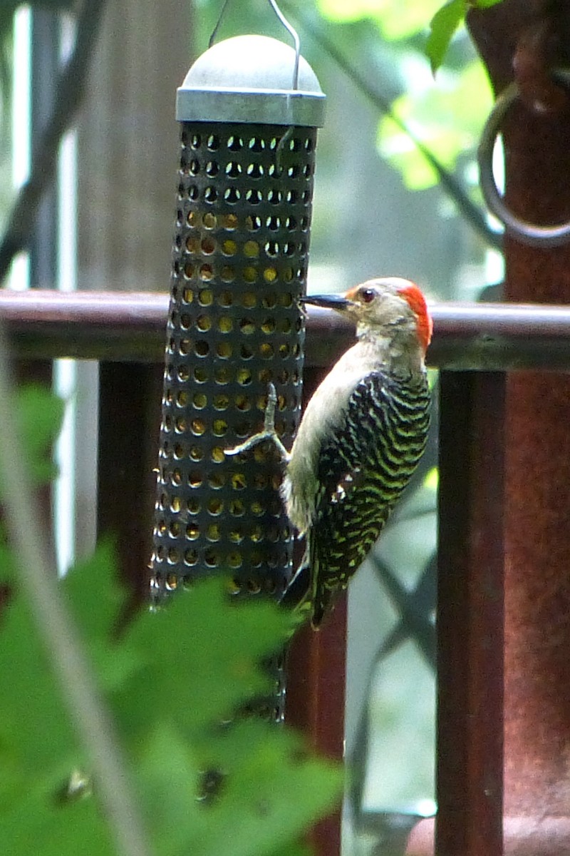 Red-bellied Woodpecker - ML631971540
