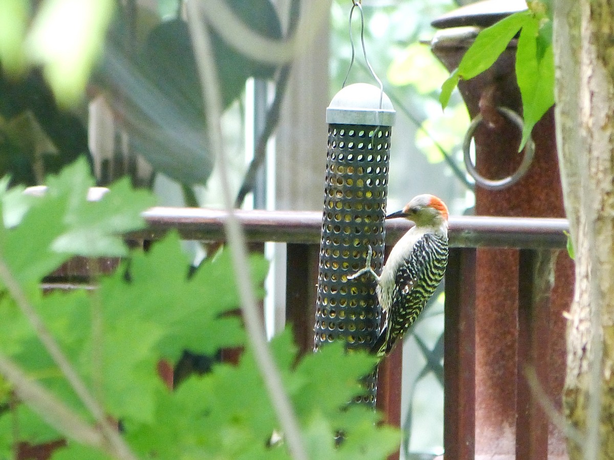 Red-bellied Woodpecker - ML631971541