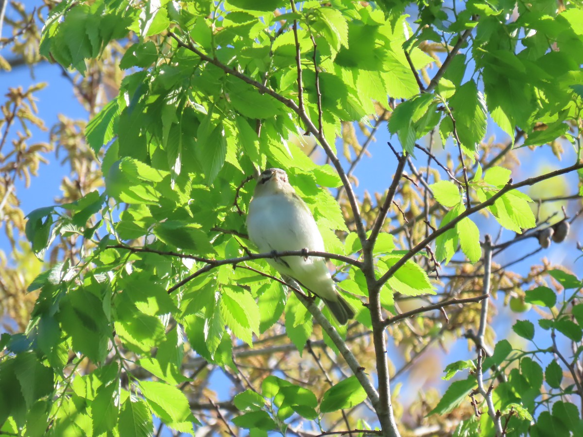 Vireo begigorria - ML631971570