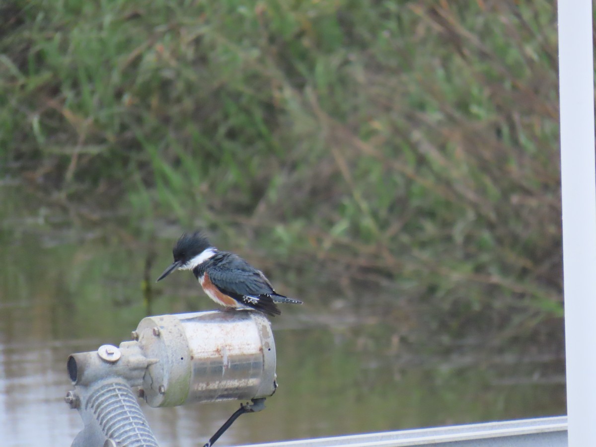 Belted Kingfisher - ML631971629