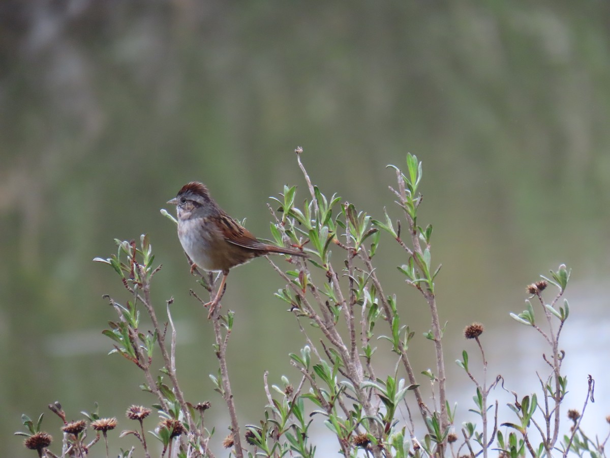 Swamp Sparrow - ML631971636