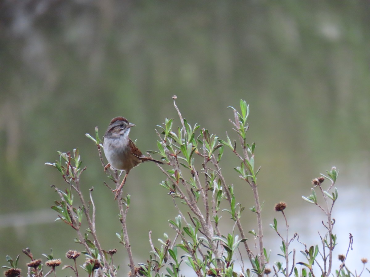 Swamp Sparrow - ML631971637