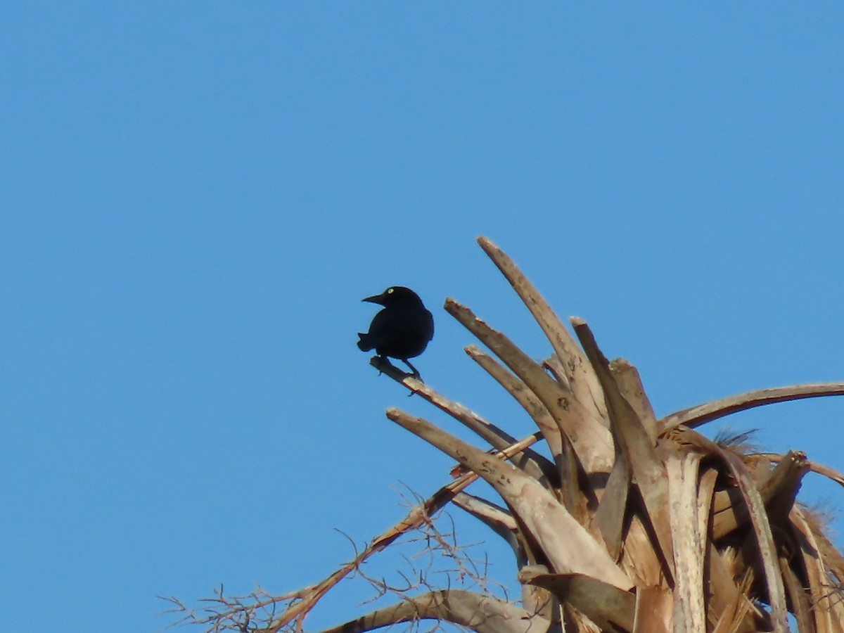 Common Grackle - ML631971651