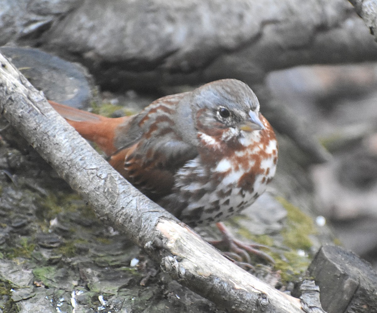 Fox Sparrow - ML631971785