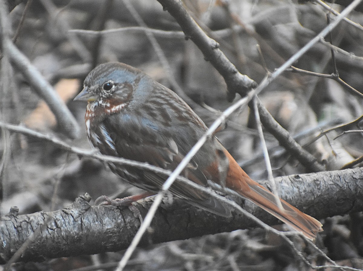 Fox Sparrow - ML631971793
