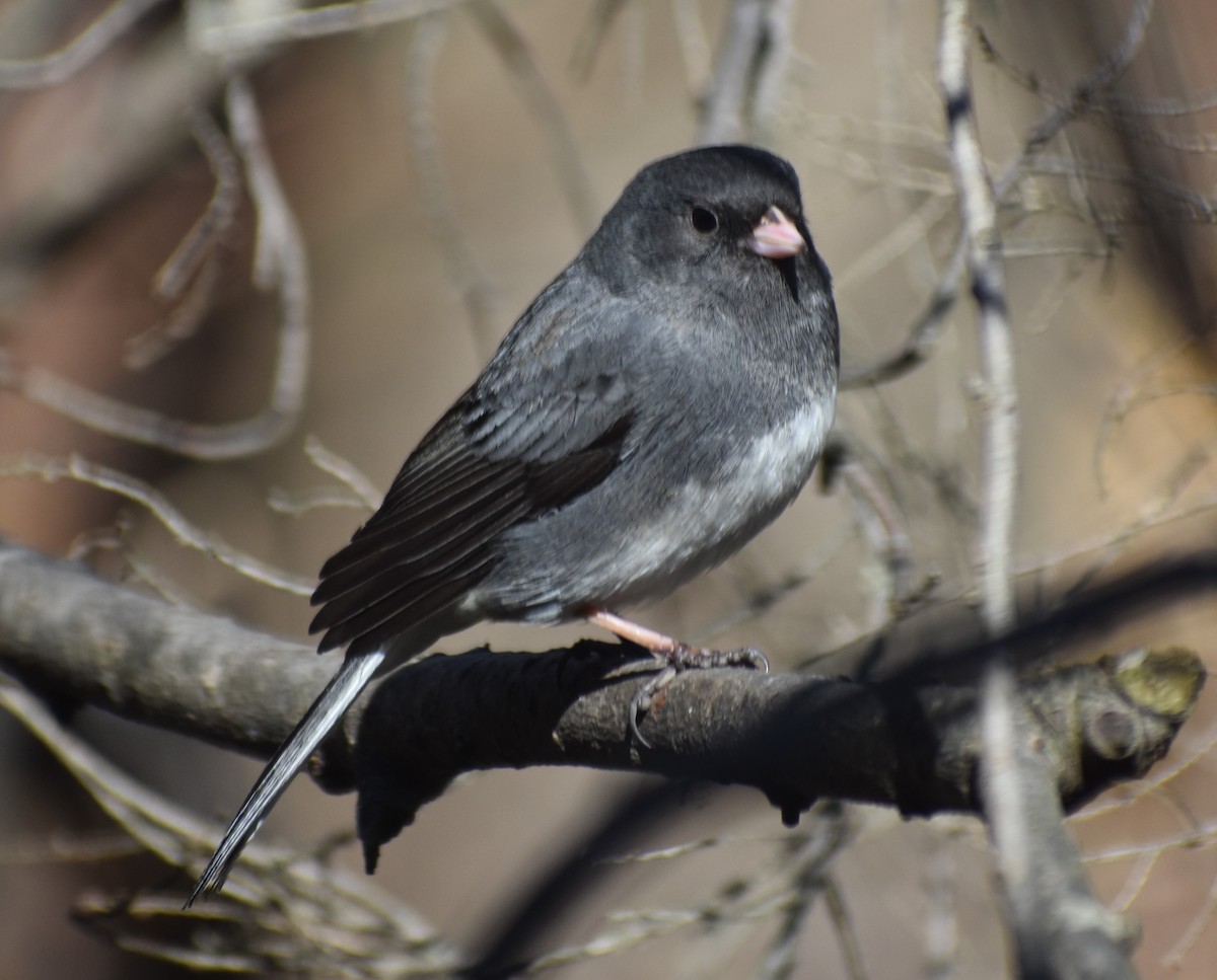 Dark-eyed Junco - ML631971797