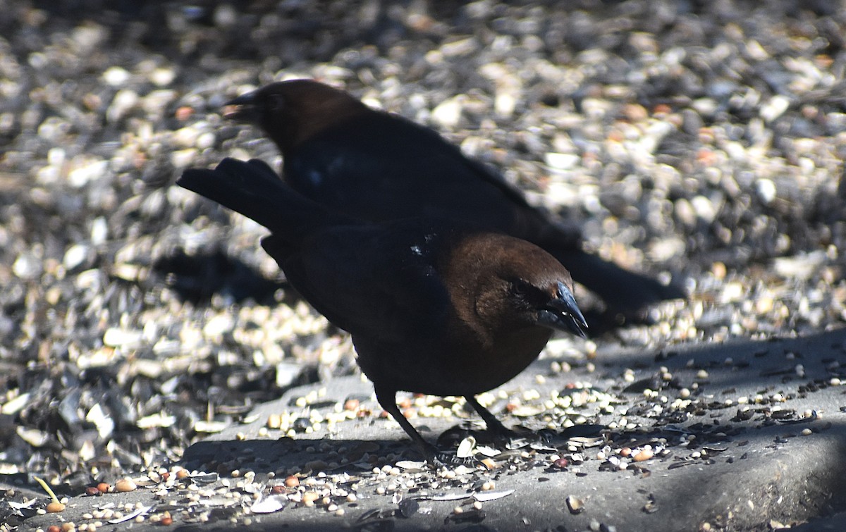 Brown-headed Cowbird - ML631971800