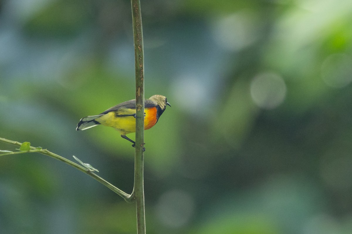 Palawan Sunbird - ML631971980