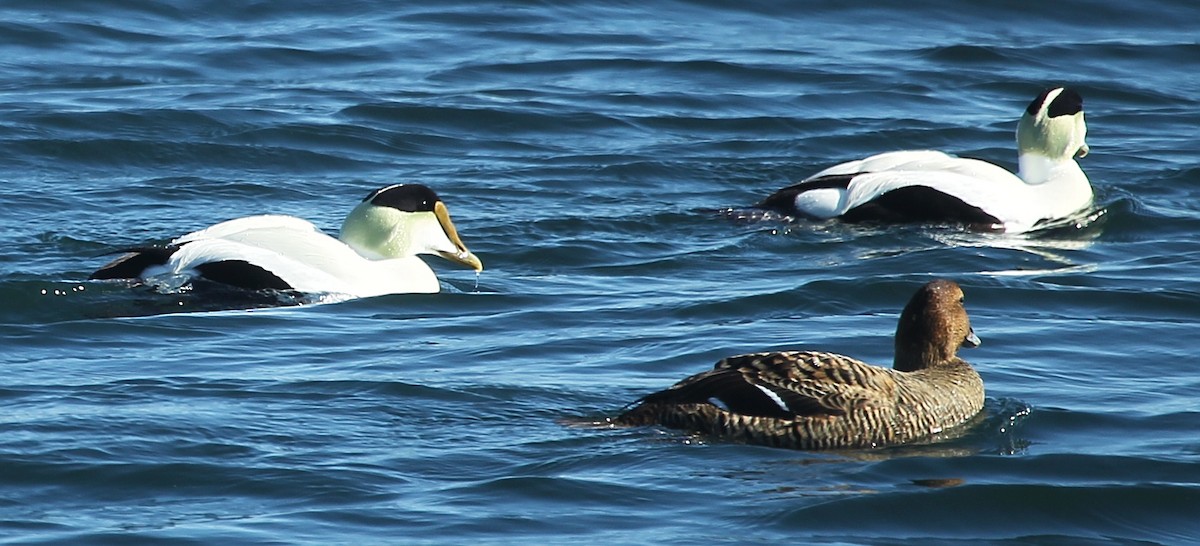 Common Eider - ML631971998