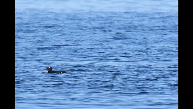 Stejneger's Scoter - ML631972075