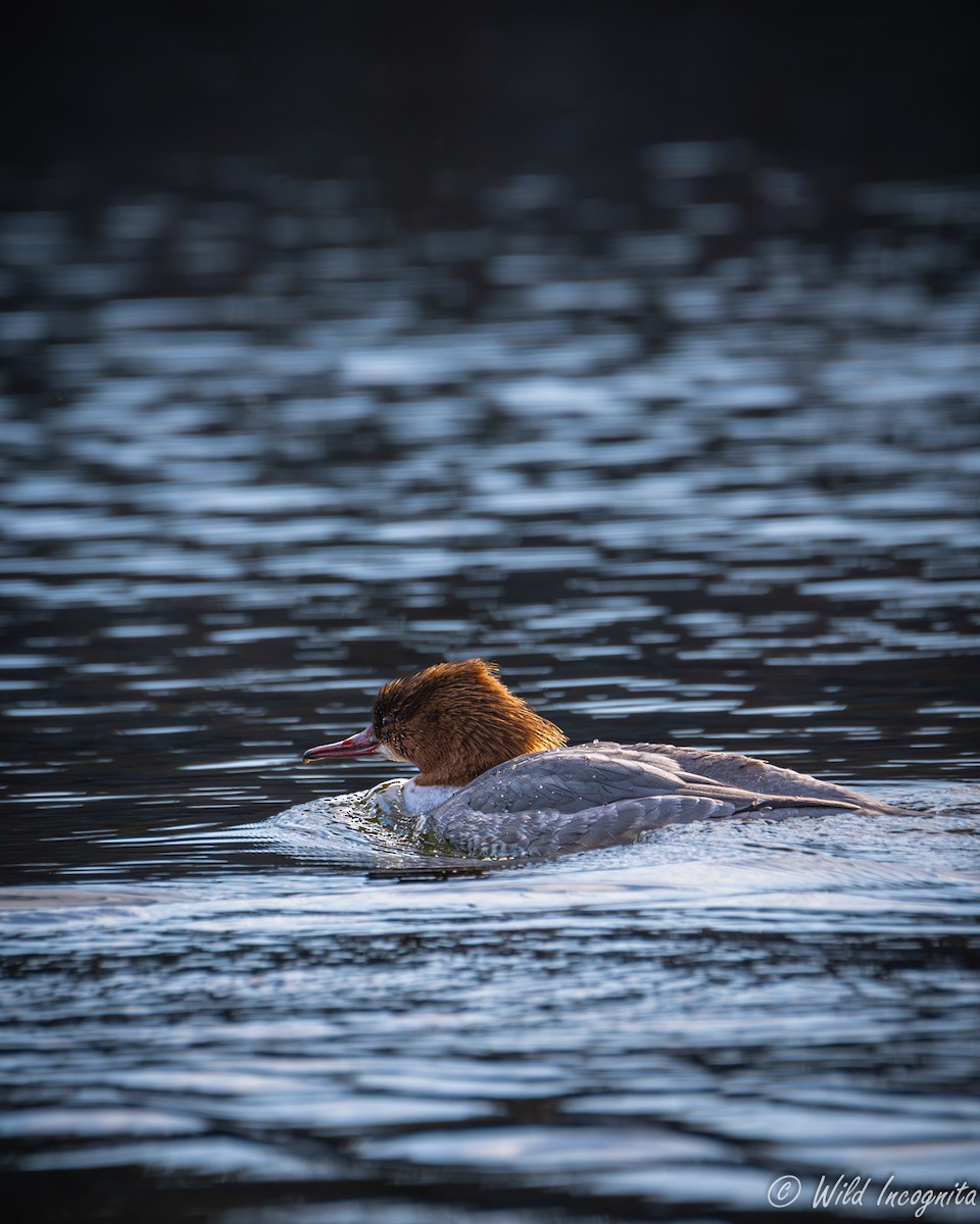 Common Merganser - ML631972078