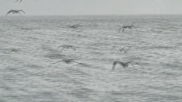 Fluttering Shearwater - ML631972090