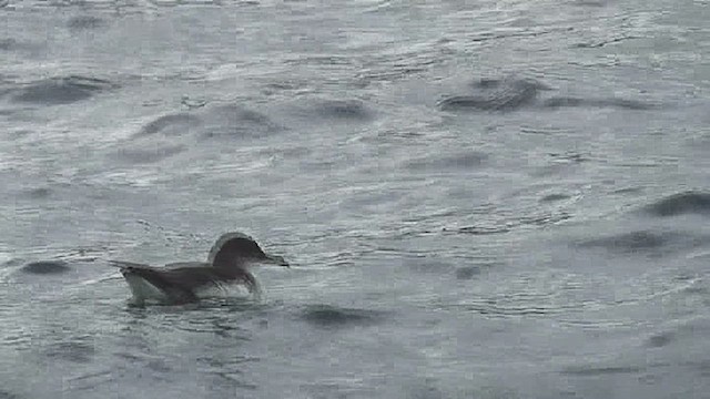Fluttering Shearwater - ML631972094