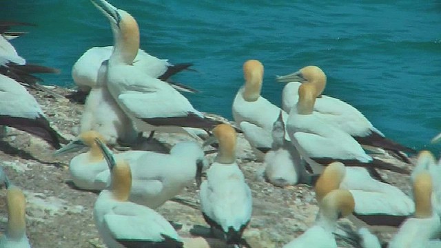 Australasian Gannet - ML631972110