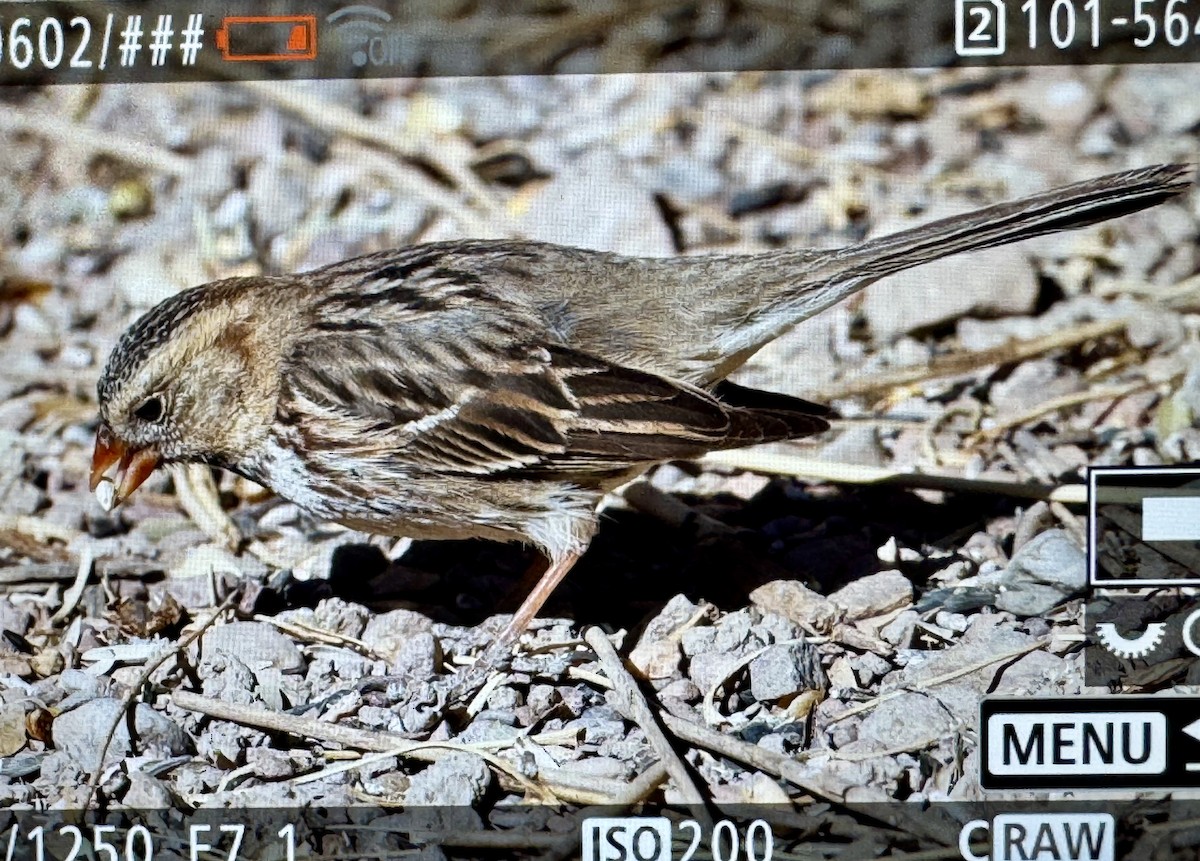 Harris's Sparrow - ML631972325