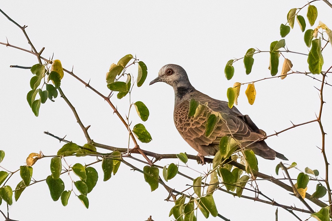 Adamawa Turtle-Dove - ML631972326