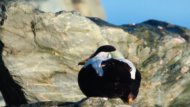 Common Eider - ML631972354
